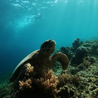 Turtle Poin & Whisky Snorkling Trip