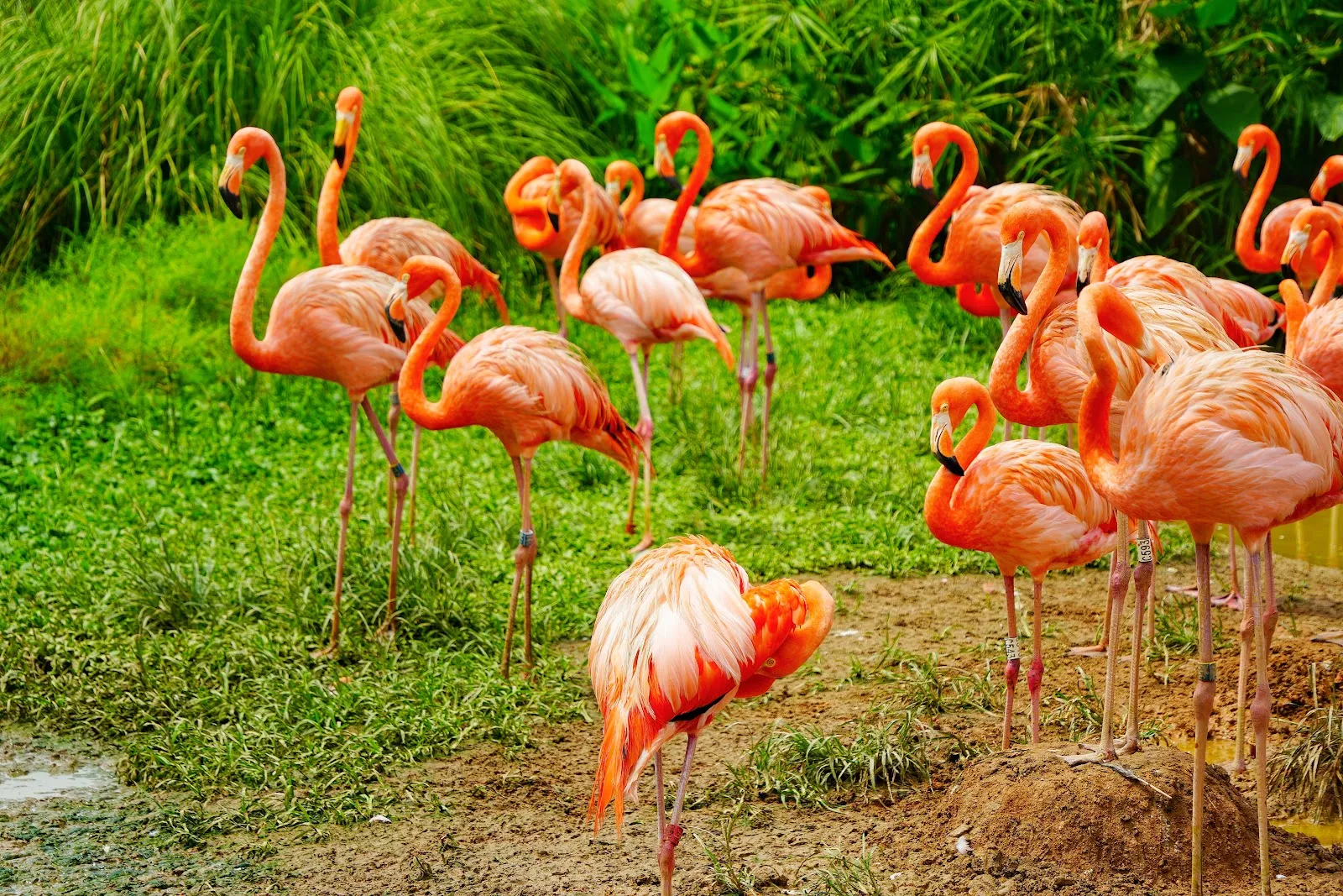 Birds Paradise