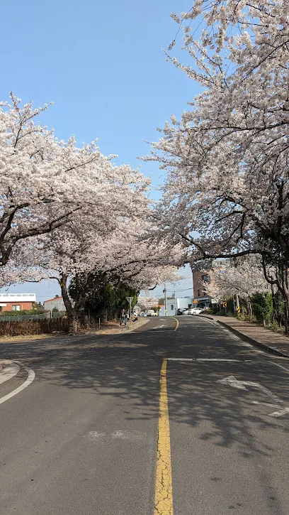 Cherry Blossom Tunnel