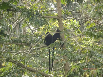 Tetebatu Monkey Forest