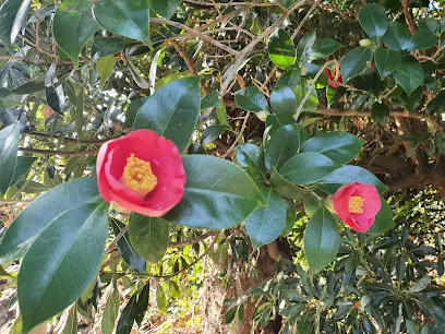 Jeju Camellia Village