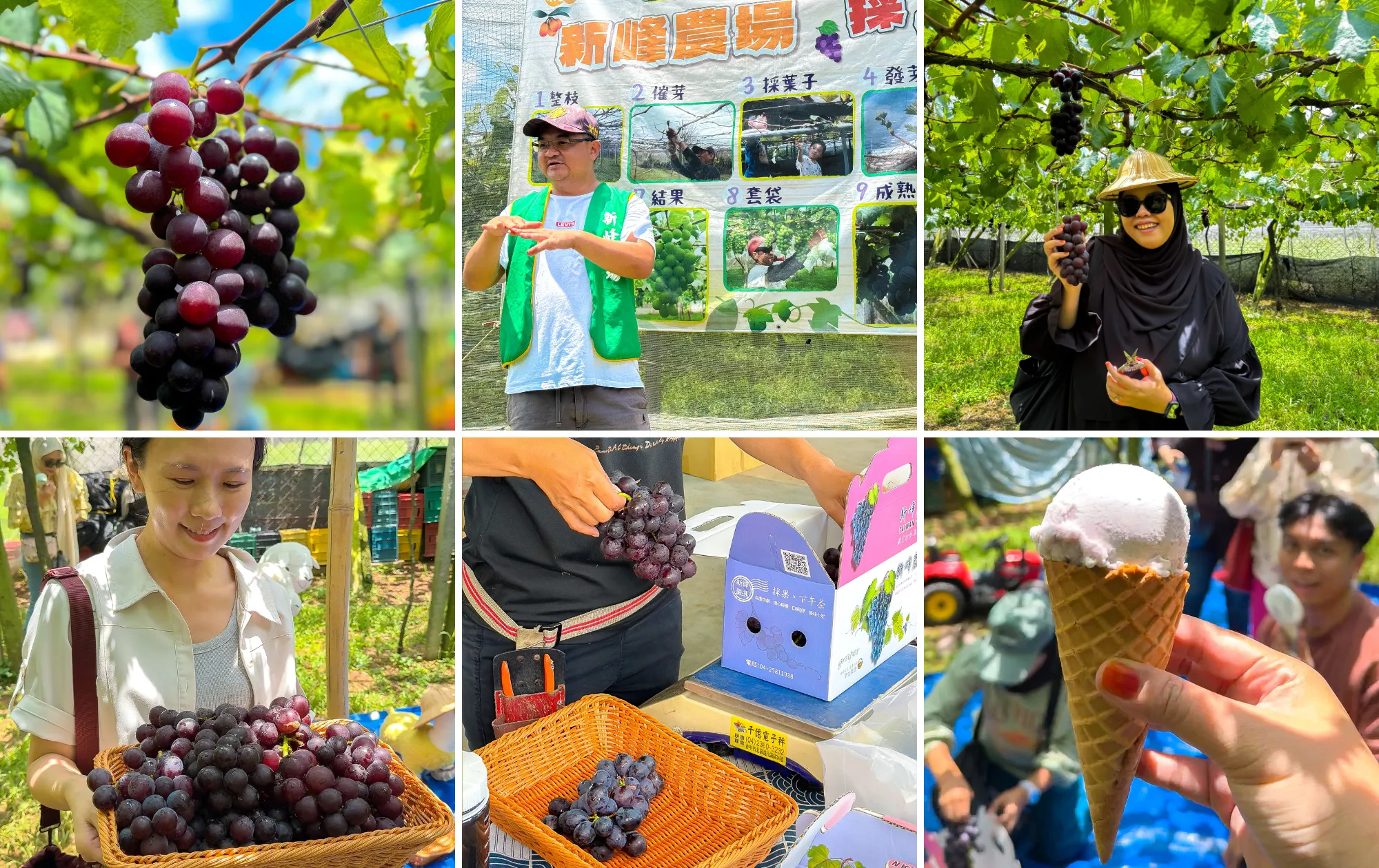 Xinfeng Farm