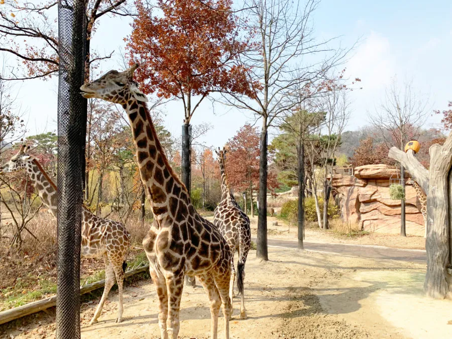Muslim-Friendly Itinerary Seoul