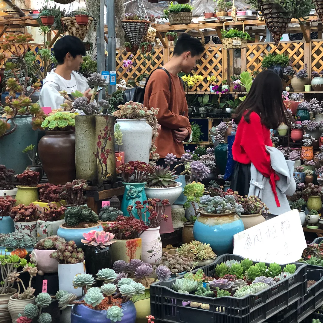 Kunming Old Street Jewellery, Flower, and Bird Market