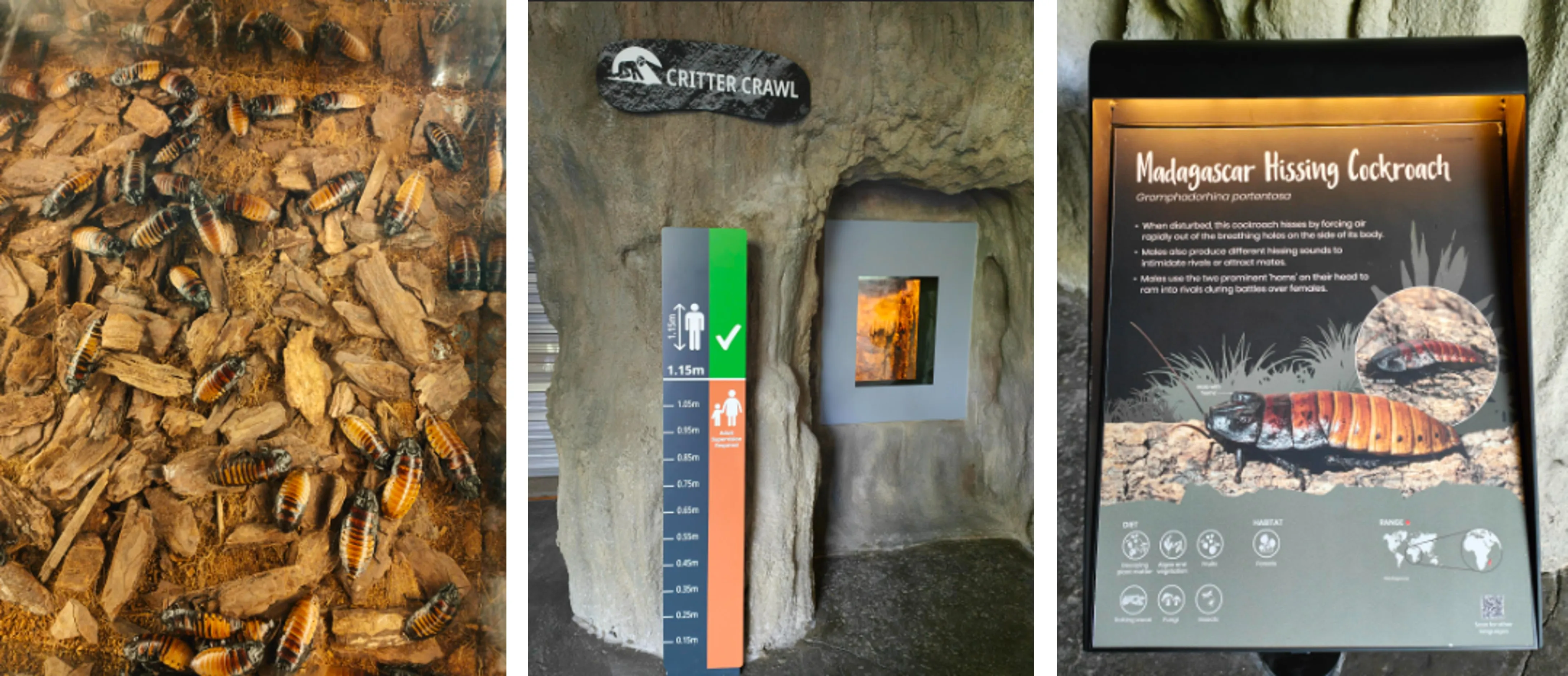 Rainforest Wild ASIA Preview
