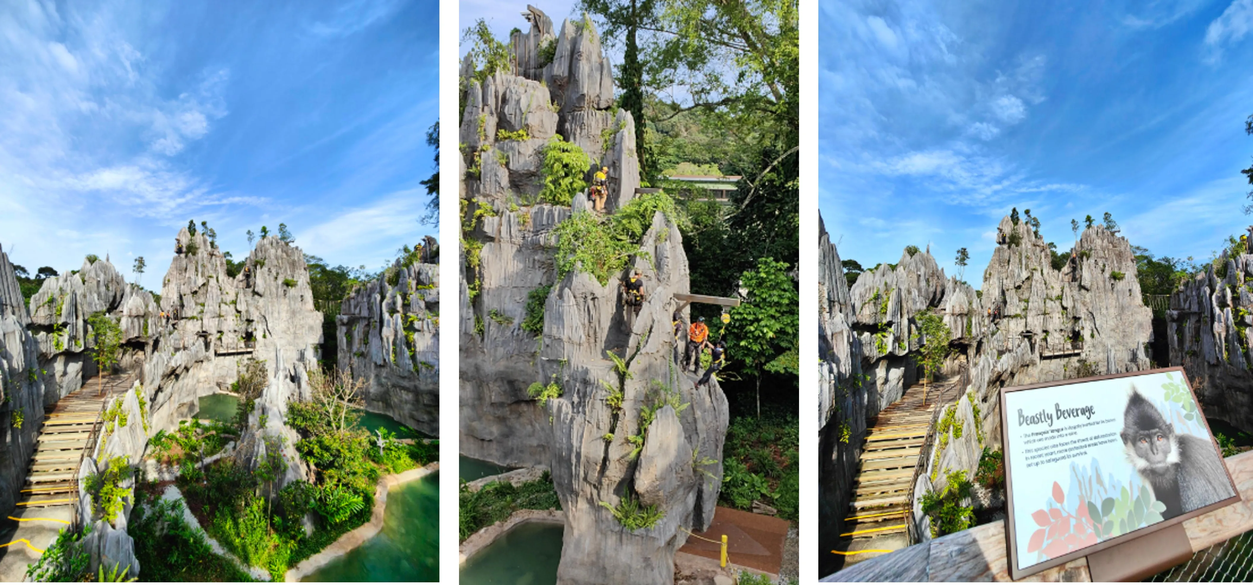 Rainforest Wild ASIA Preview