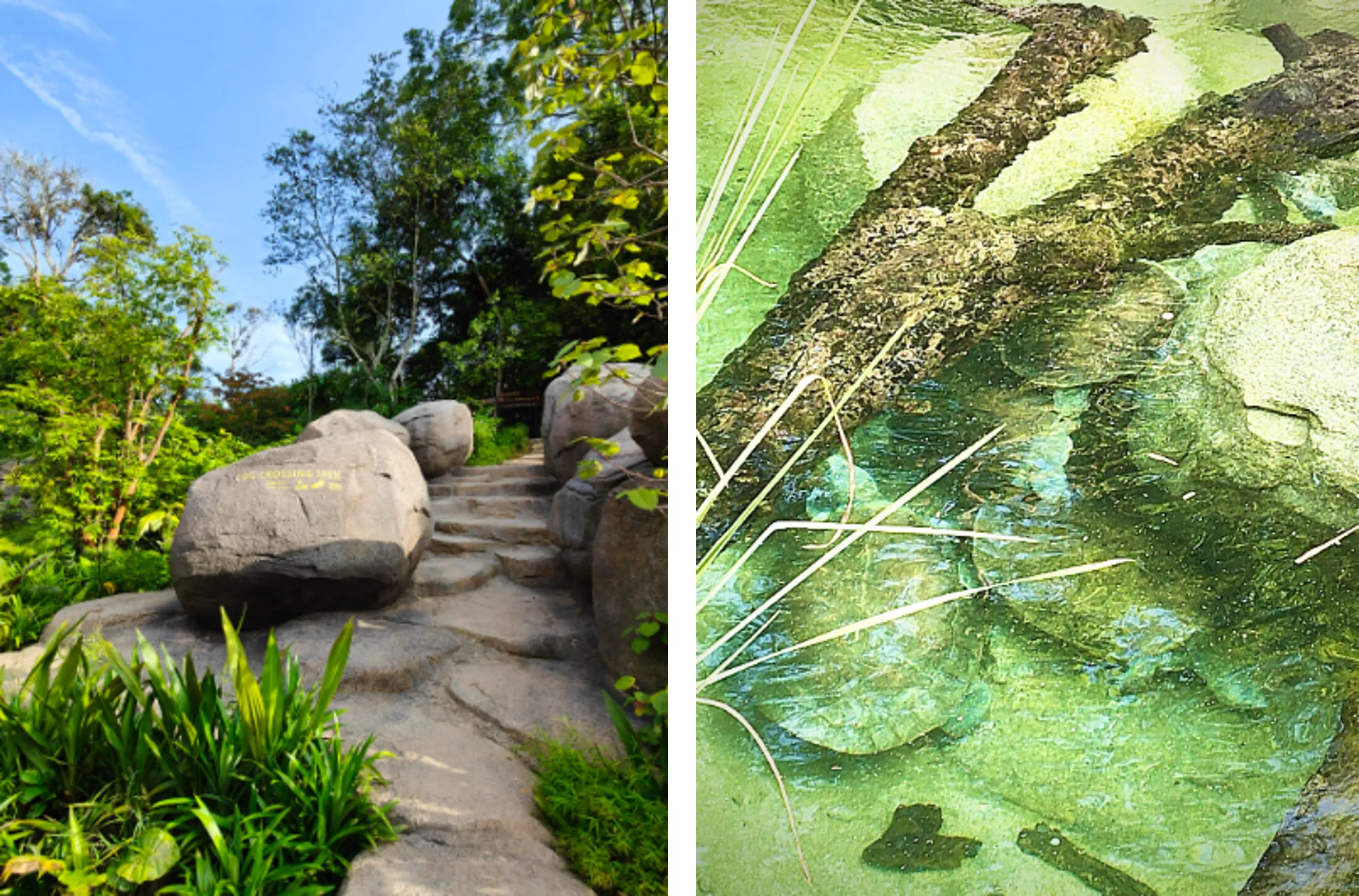 Rainforest Wild ASIA Preview