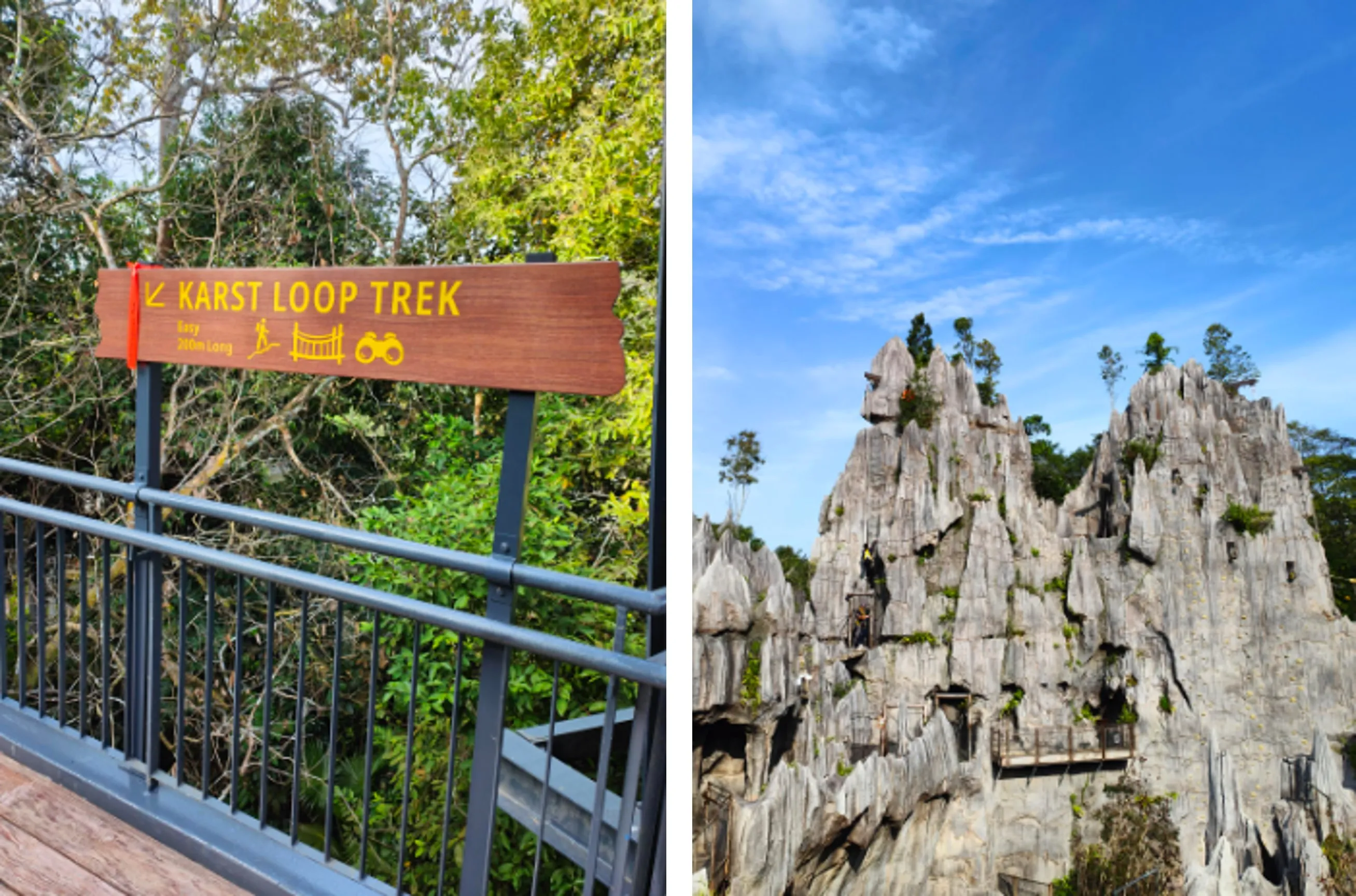 Rainforest Wild ASIA Preview