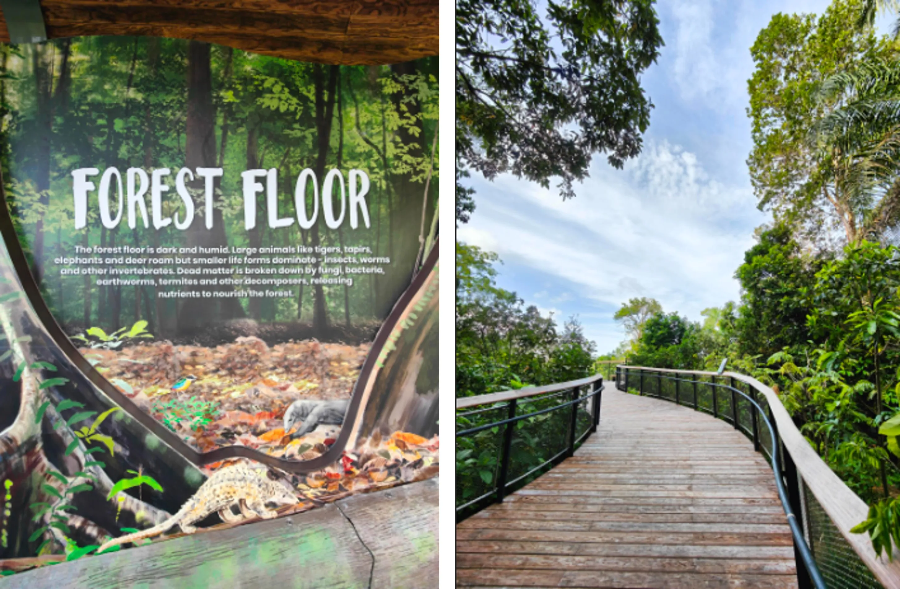 Rainforest Wild ASIA Preview