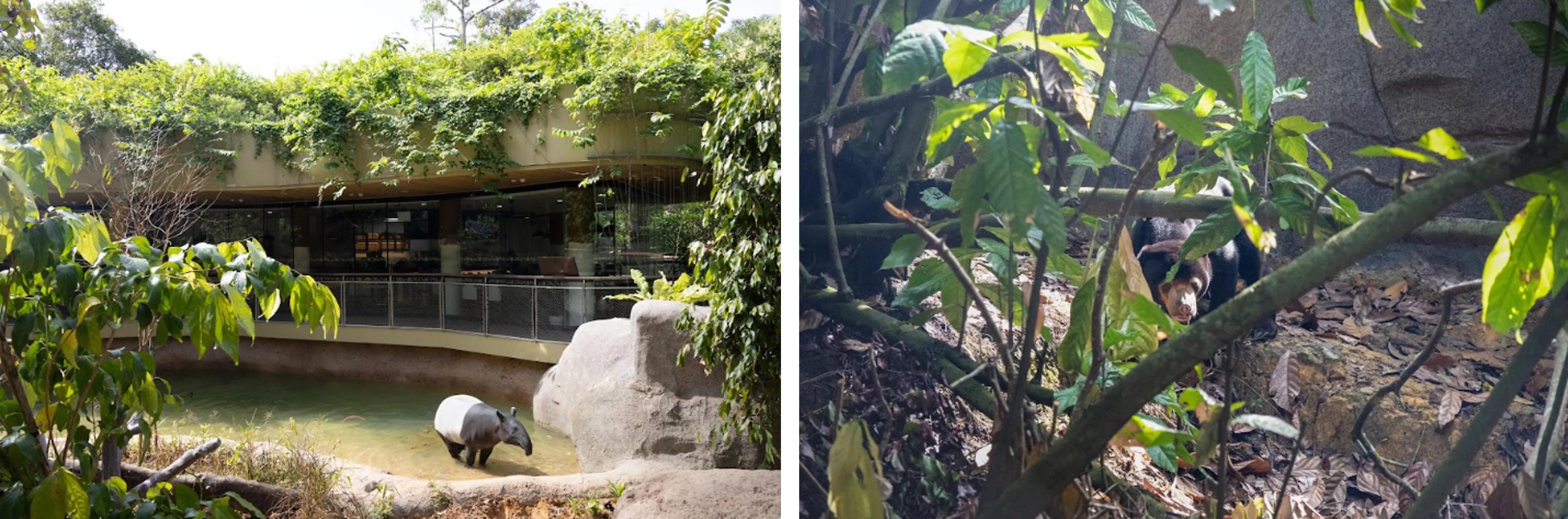 Rainforest Wild ASIA Preview