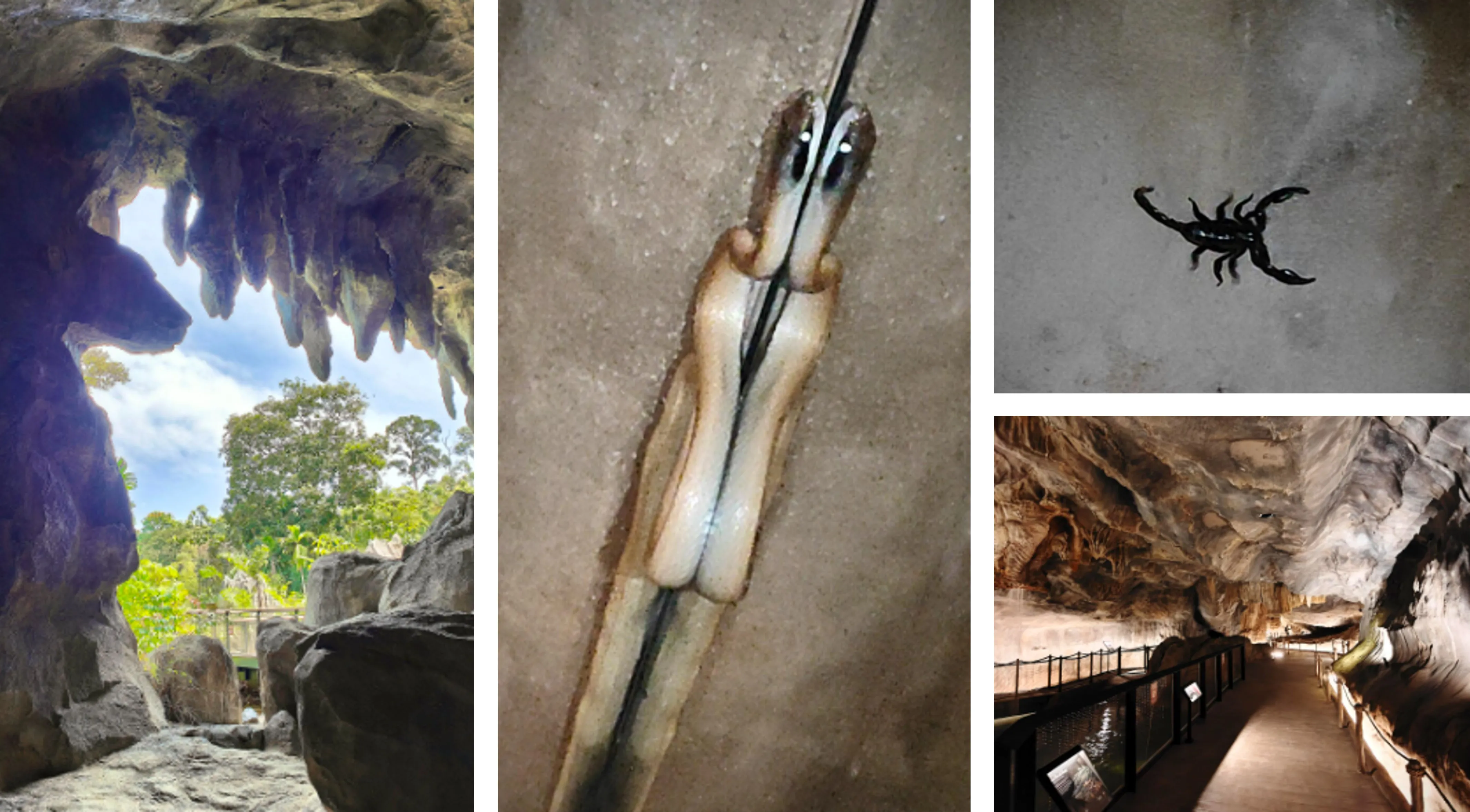 Rainforest Wild ASIA Preview
