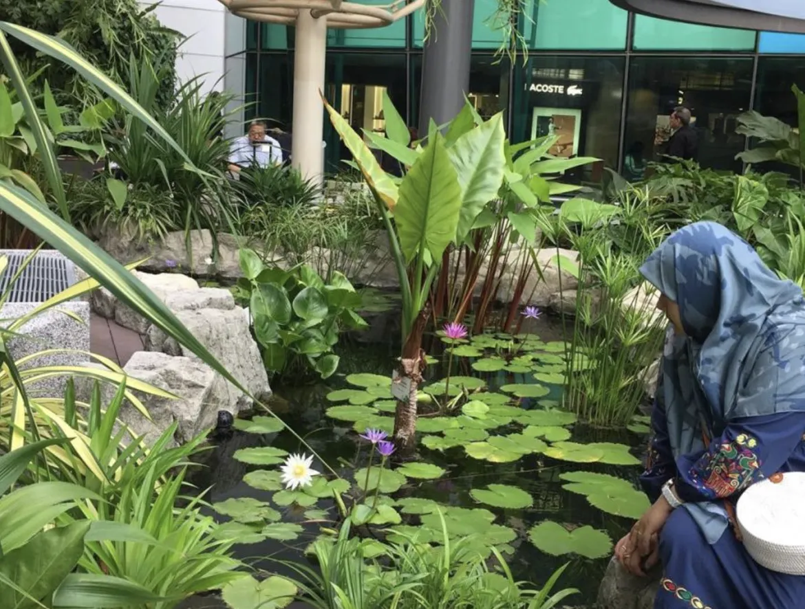 water lily garden changi airport