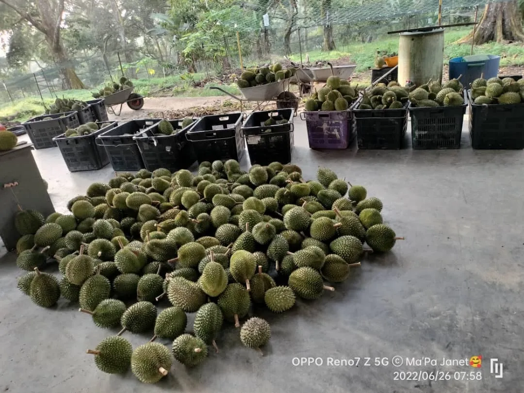 Zhong Cheng Durian Farm