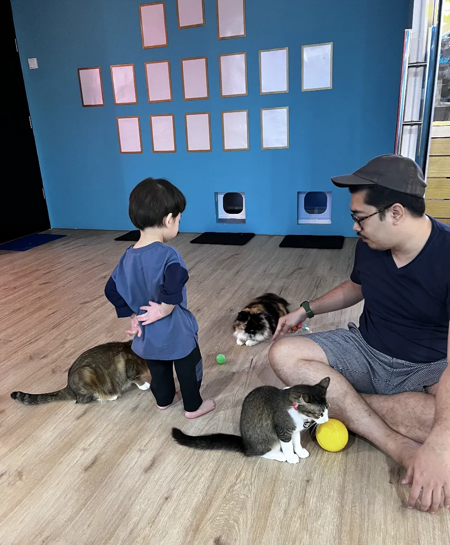 cat cafe