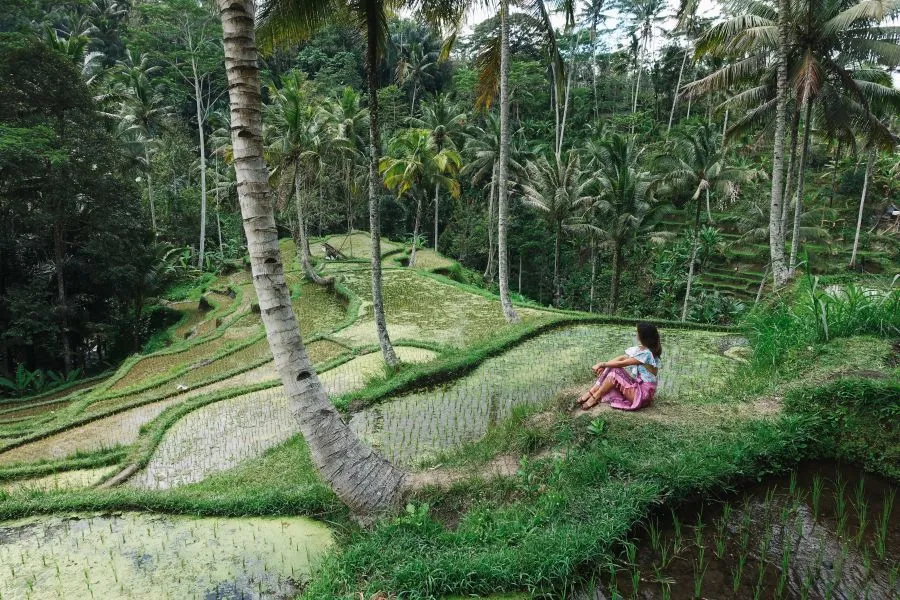 Padi fields
