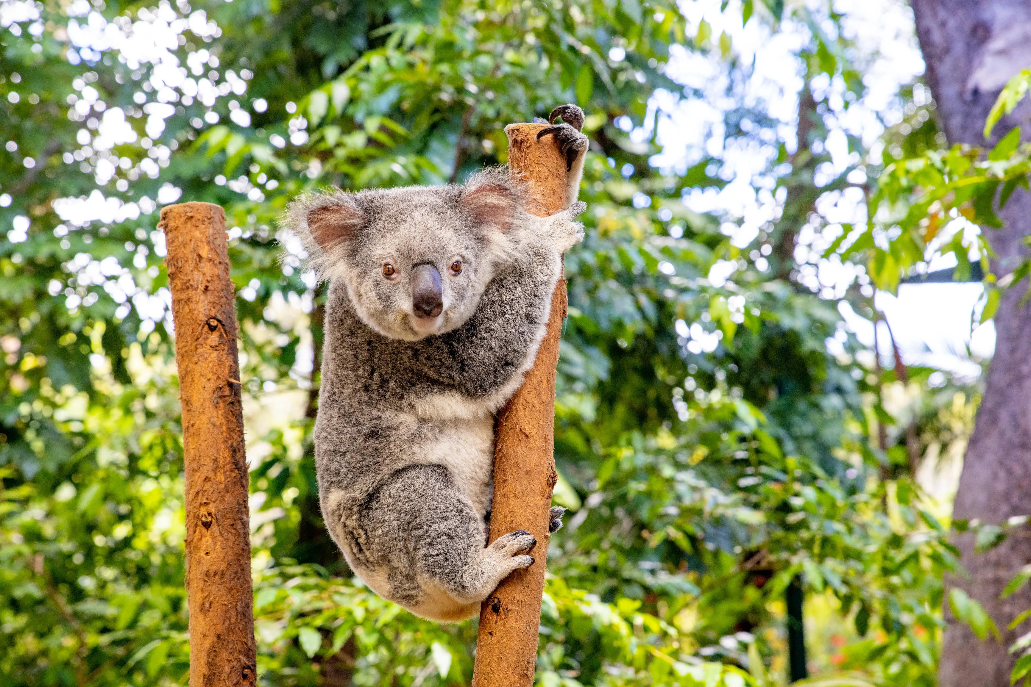 Currumbin Wildlife Sanctuary, Queensland