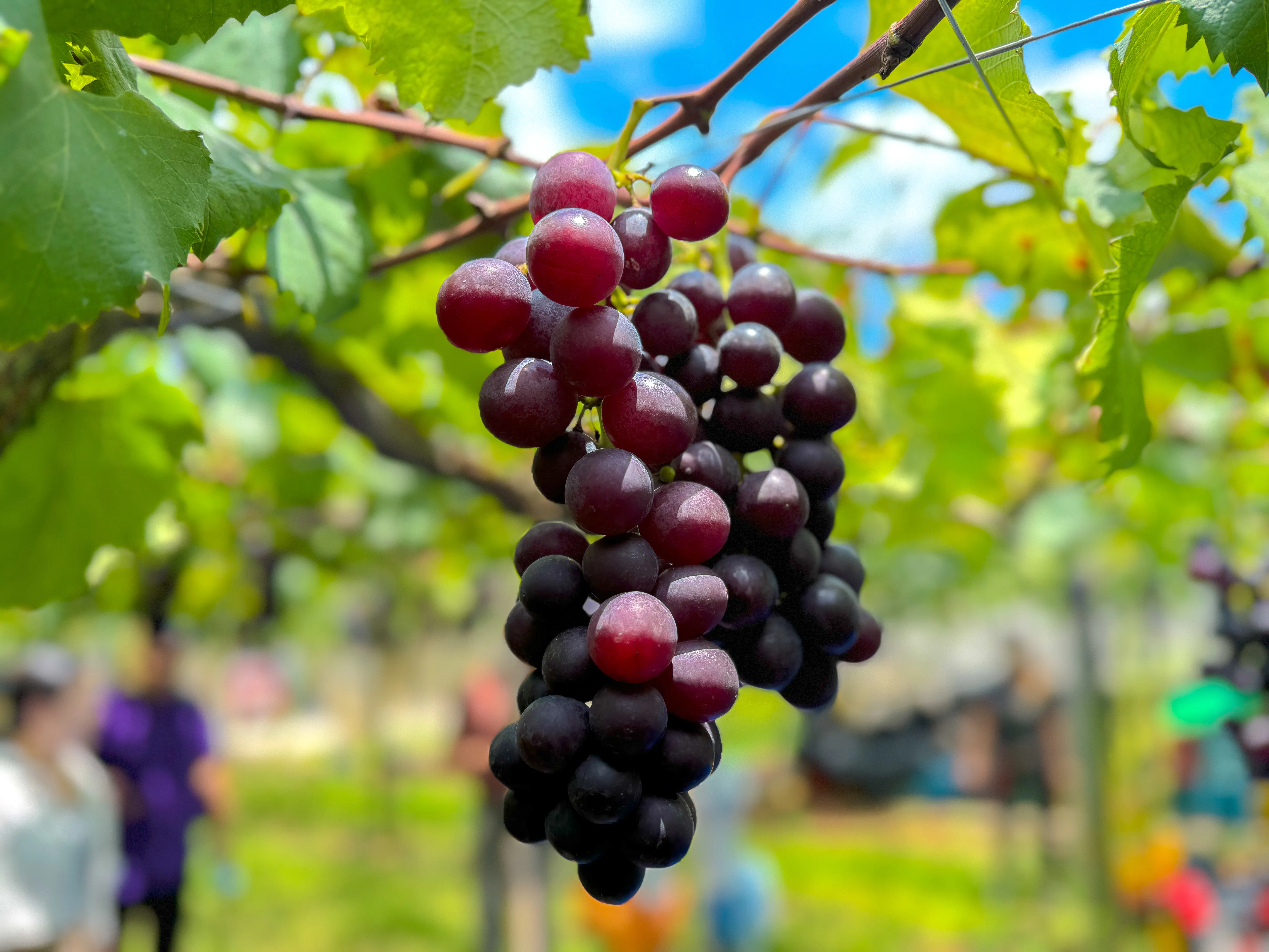 Xinfeng Fruit Farm
