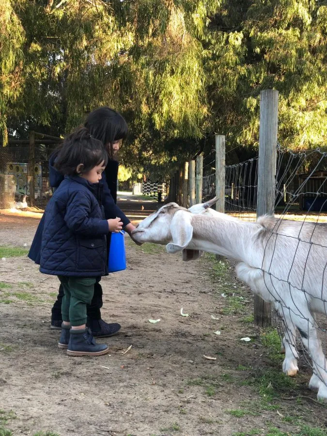 Swan Valley Cuddly Animal Farm