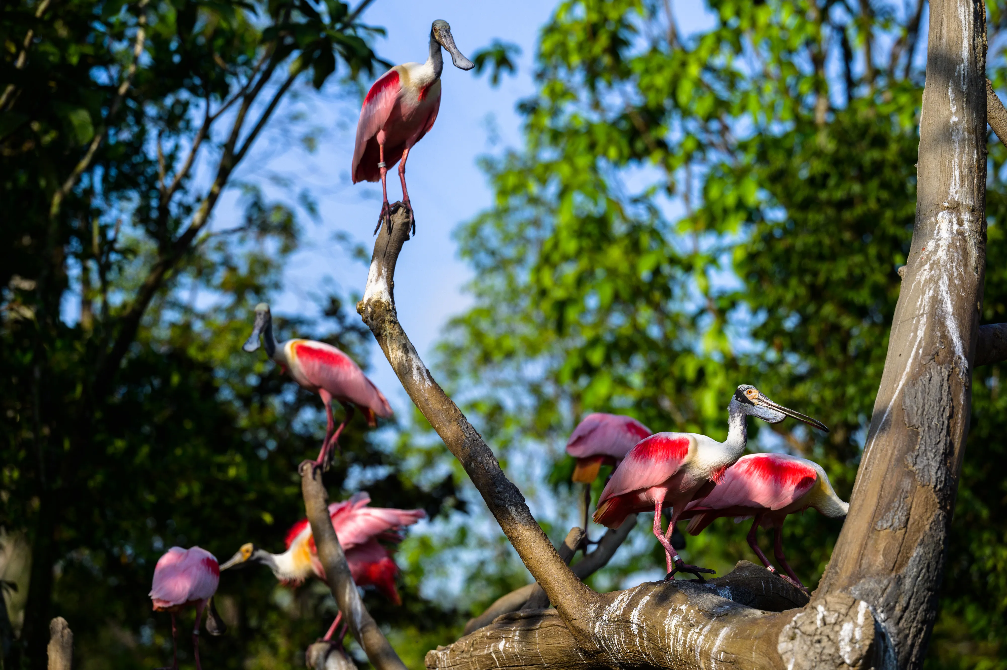 Credit: The Mandai Wildlife Reserve