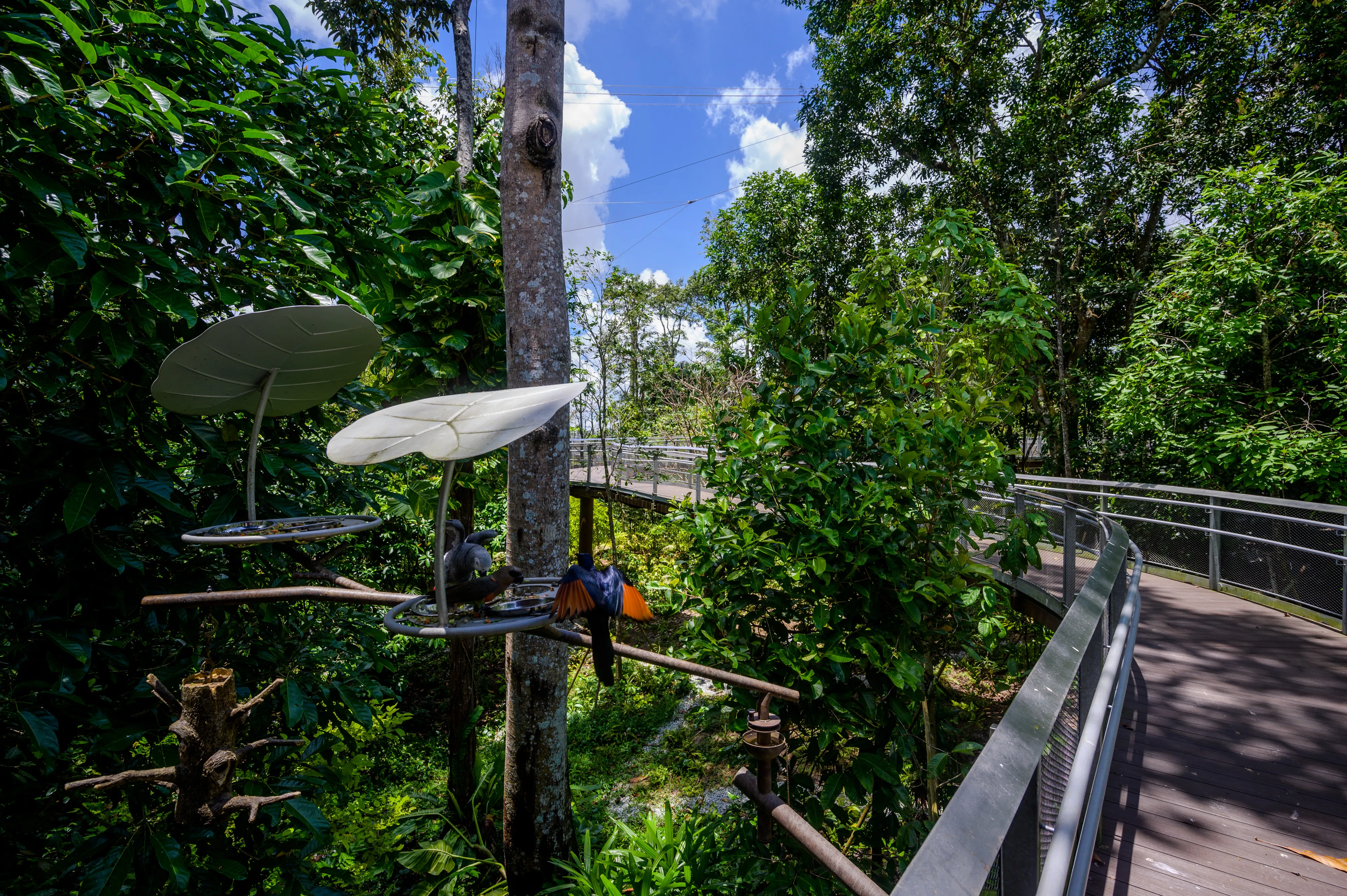 Credit: The Mandai Wildlife Reserve