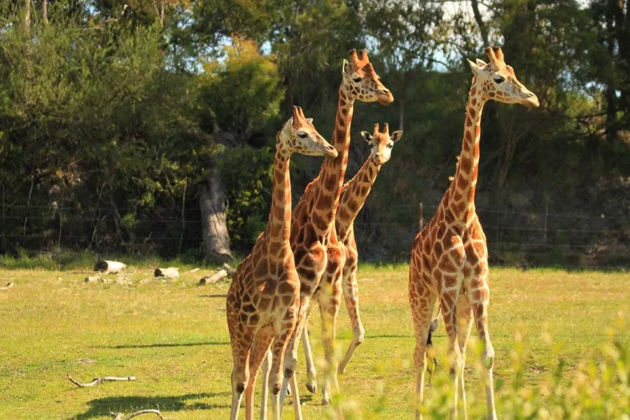 10 Halal Food Stops (Near Top Attractions) In New Zealand’s South Island