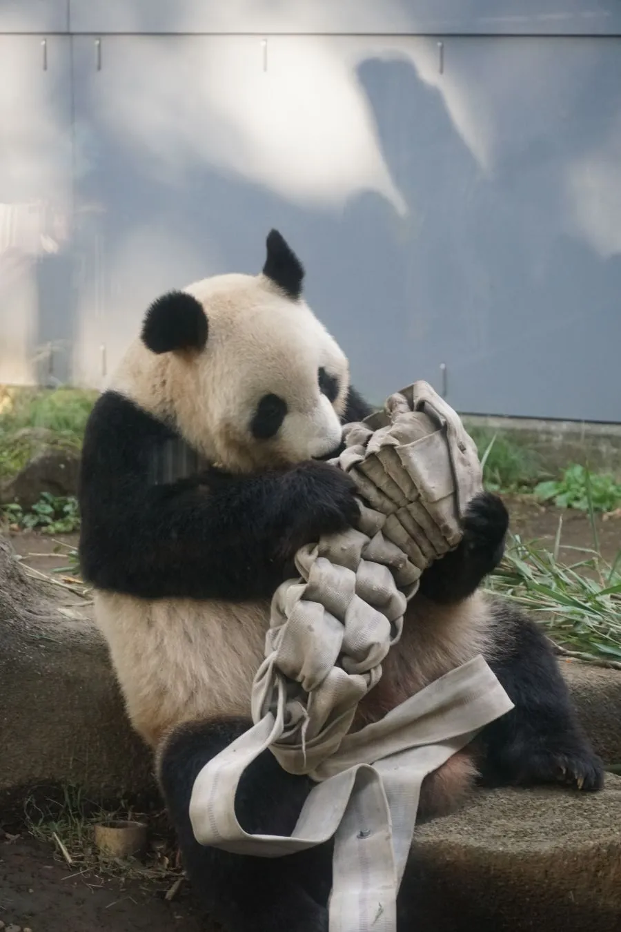 panda