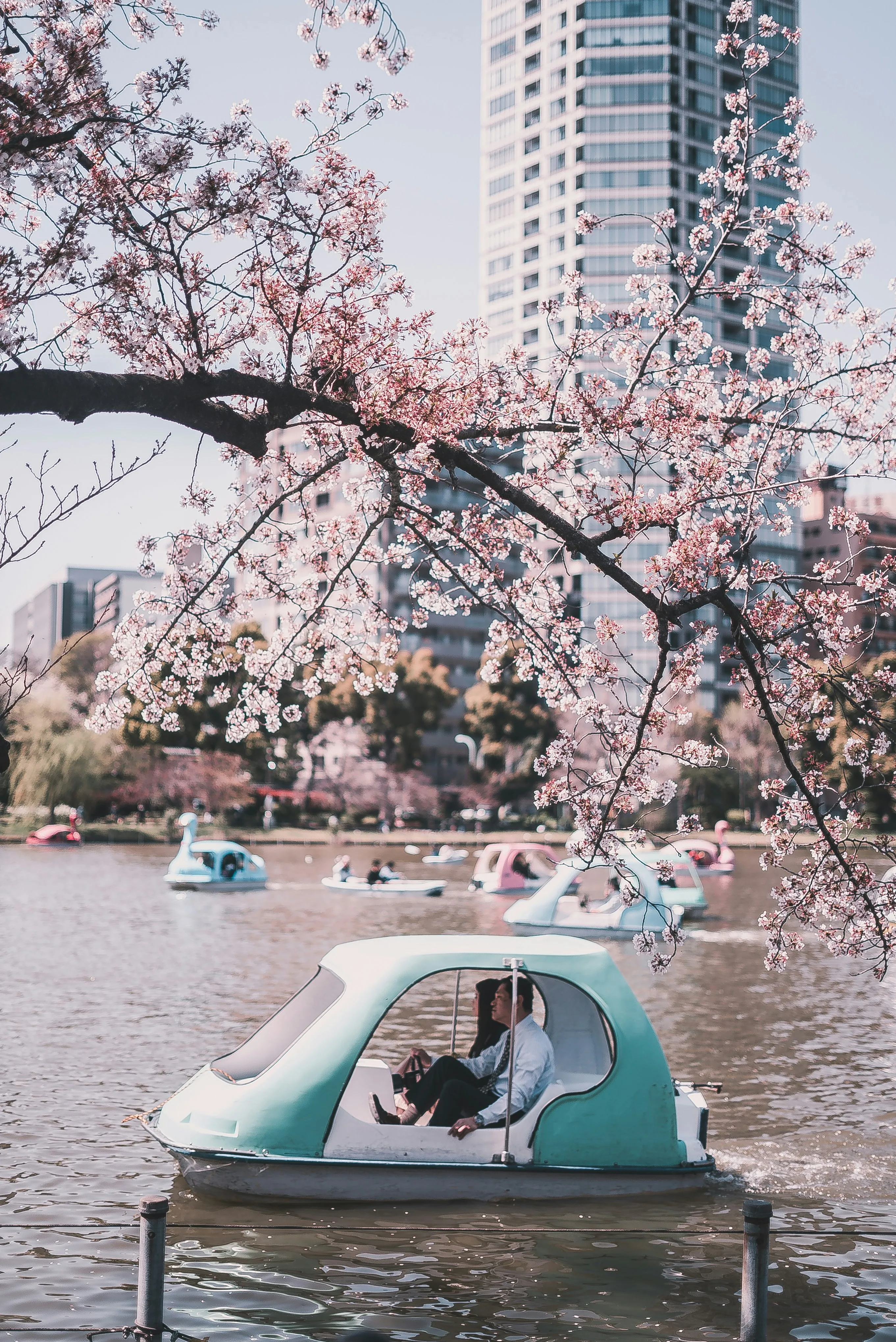 Japan's Cherry Blossom Forecast 2025