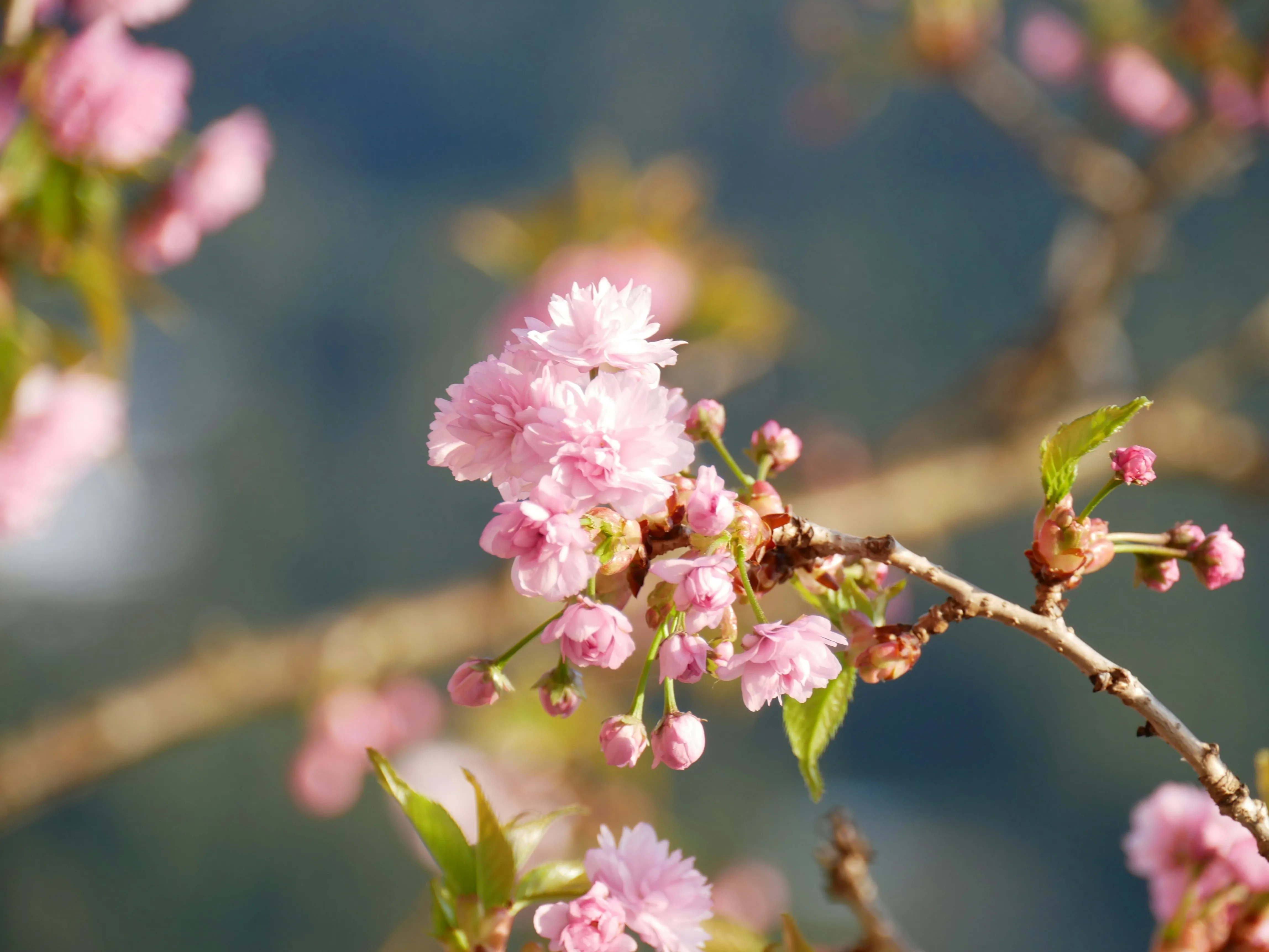 Japan's Cherry Blossom Forecast 2025