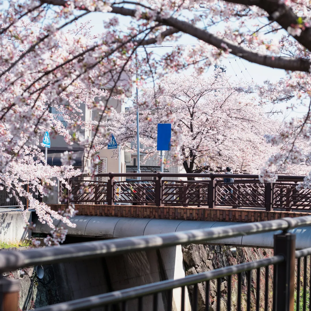 Japan's Cherry Blossom Forecast 2025