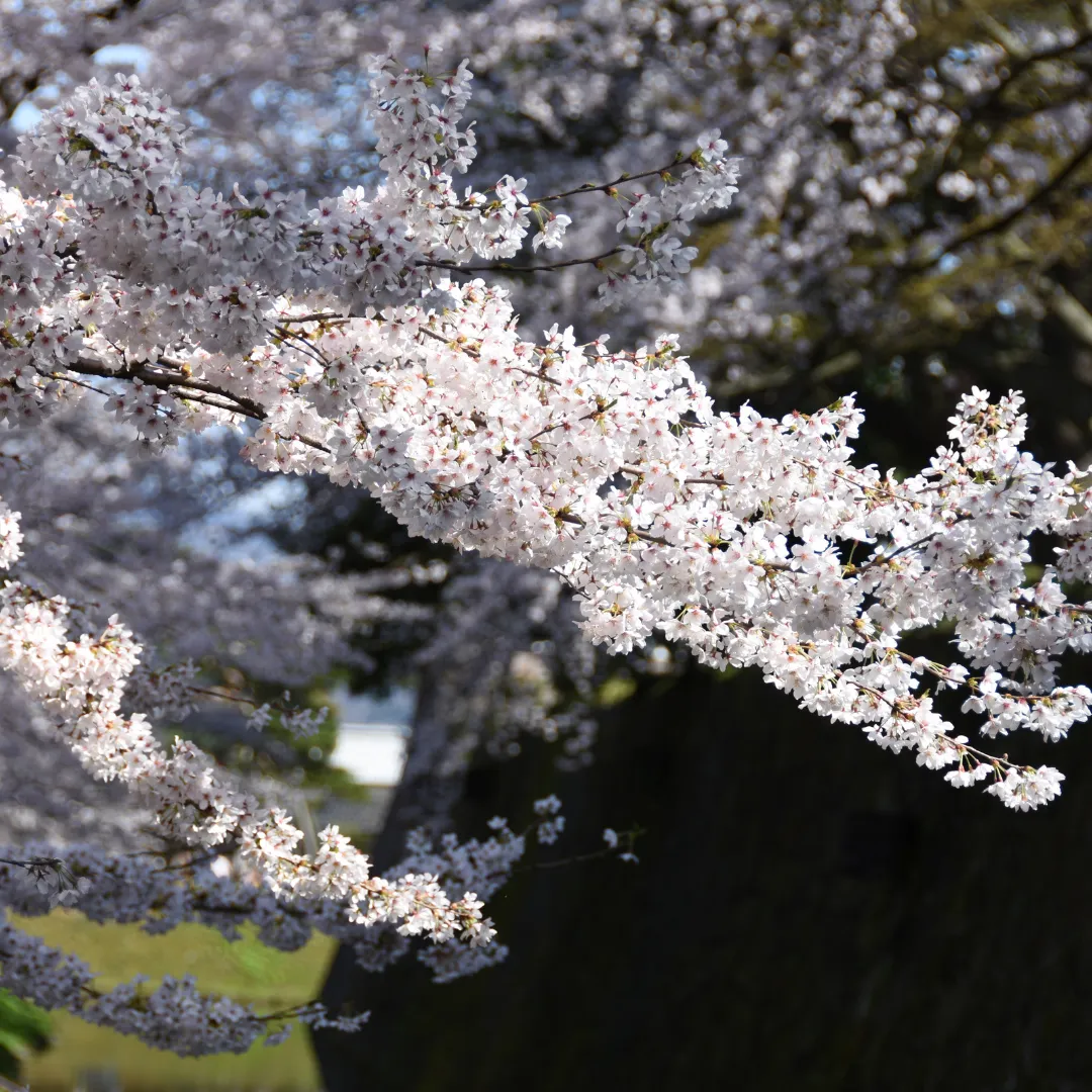 Japan's Cherry Blossom Forecast 2025