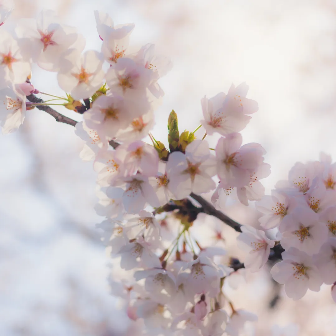 Japan's Cherry Blossom Forecast 2025