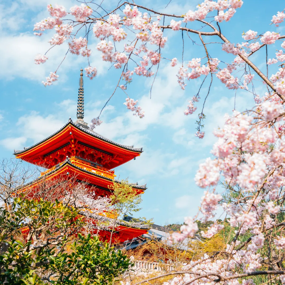 Japan's Cherry Blossom Forecast 2025