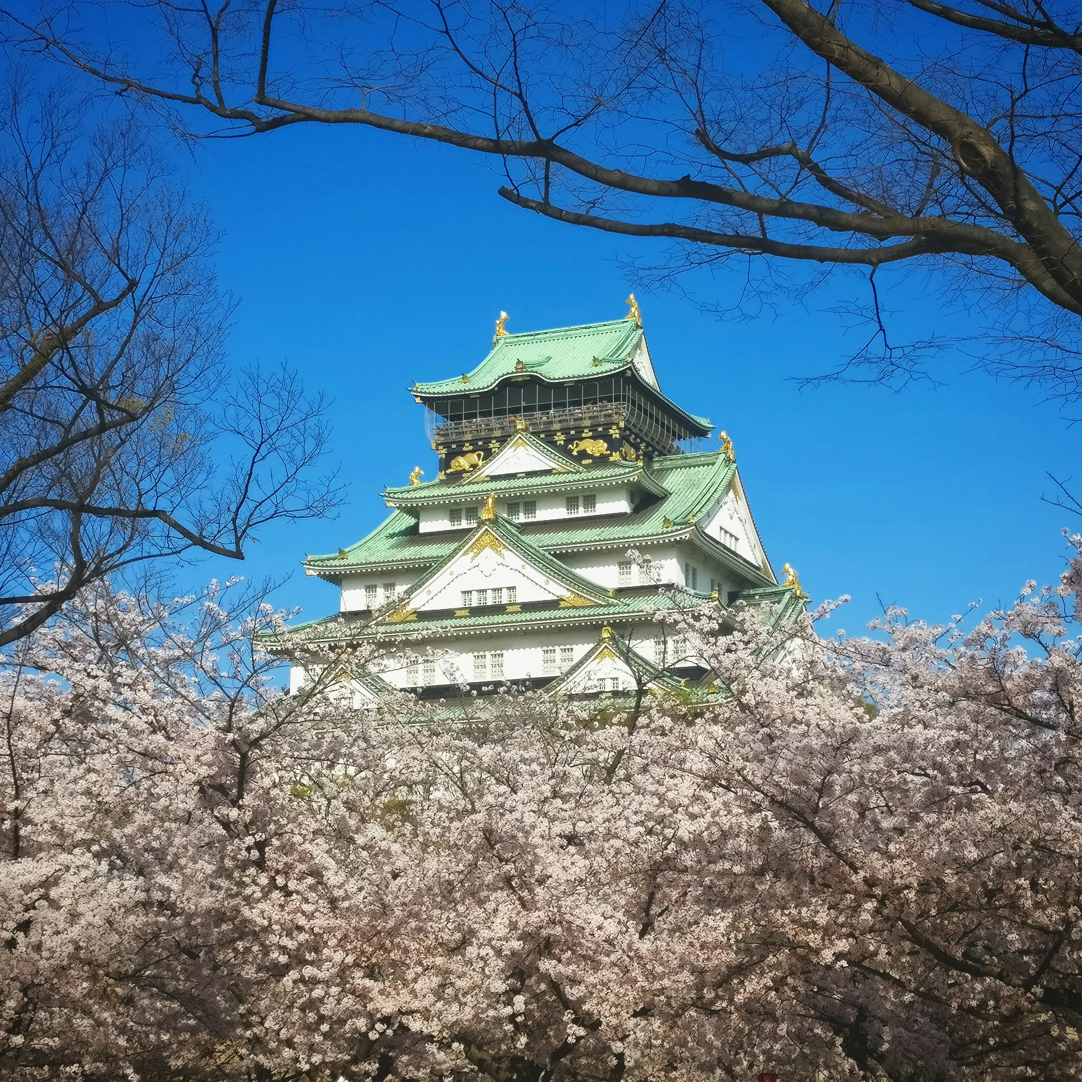 Japan's Cherry Blossom Forecast 2025