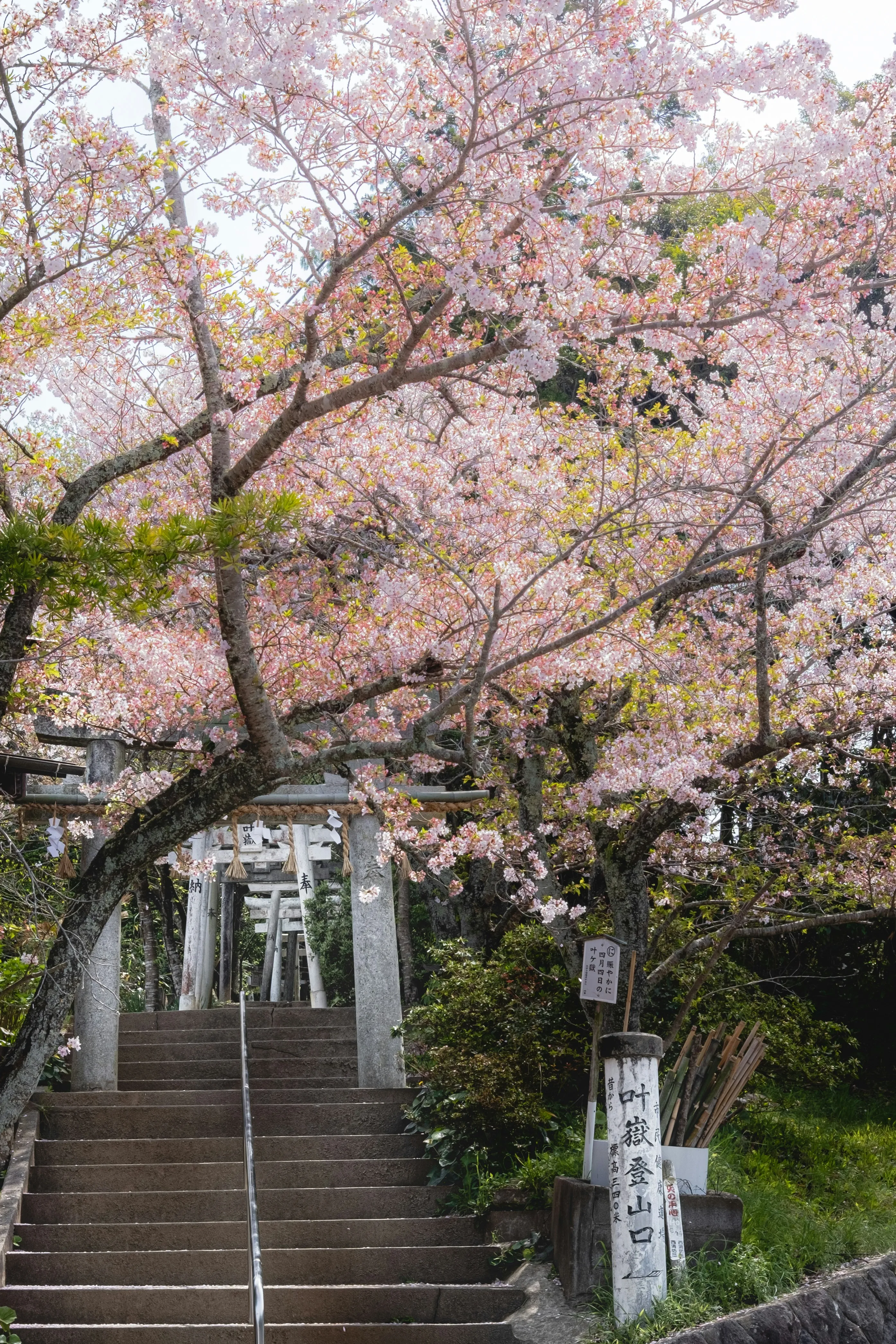 Japan's Cherry Blossom Forecast 2025