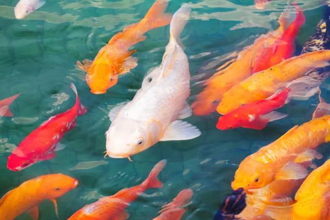 11 Peternakan Ramah Anak di Singapura Tempat Kamu Bisa Tangkap Ikan, Kasih Makan Kambing dan Naik Kuda