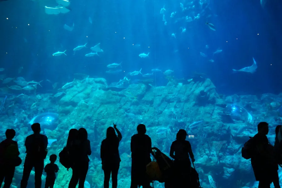 Essential Tips For An Epic Time At Ocean Park, Hong Kong
