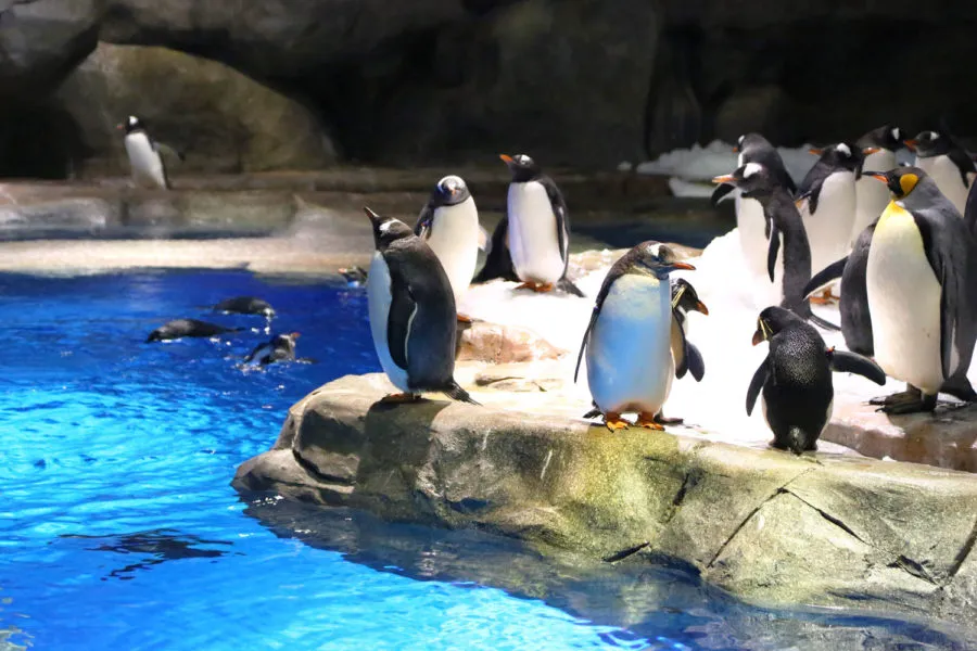 Essential Tips For An Epic Time At Ocean Park, Hong Kong