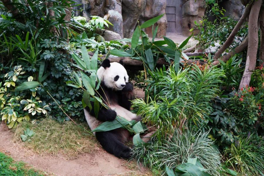 Essential Tips For An Epic Time At Ocean Park, Hong Kong