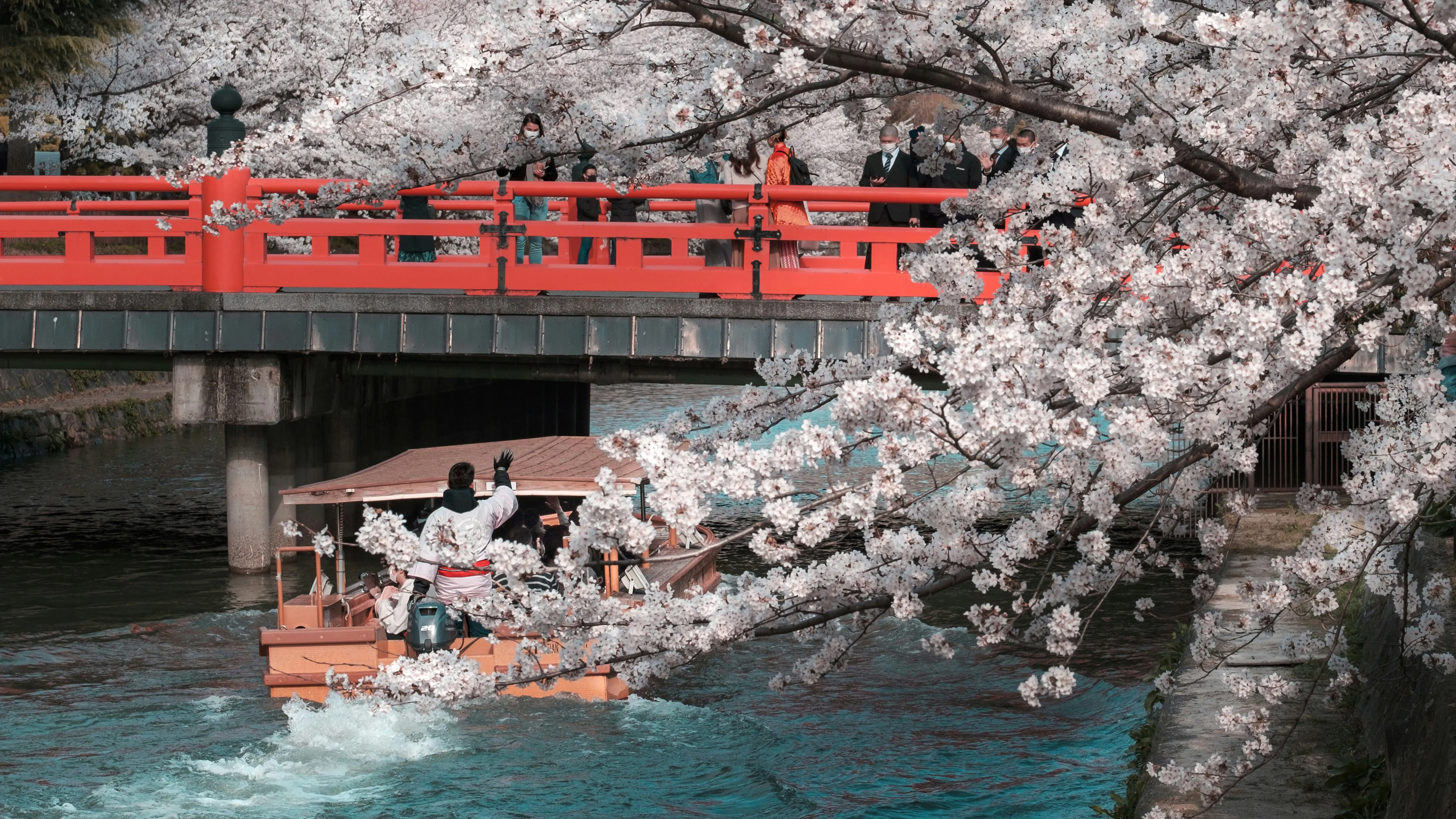 Sakura Spectacle: Your Ultimate Guide to Japan's 2024 Cherry Blossom Season