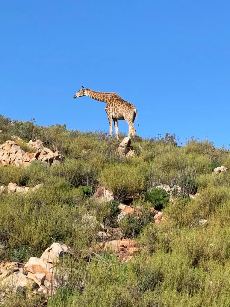 Giraffe