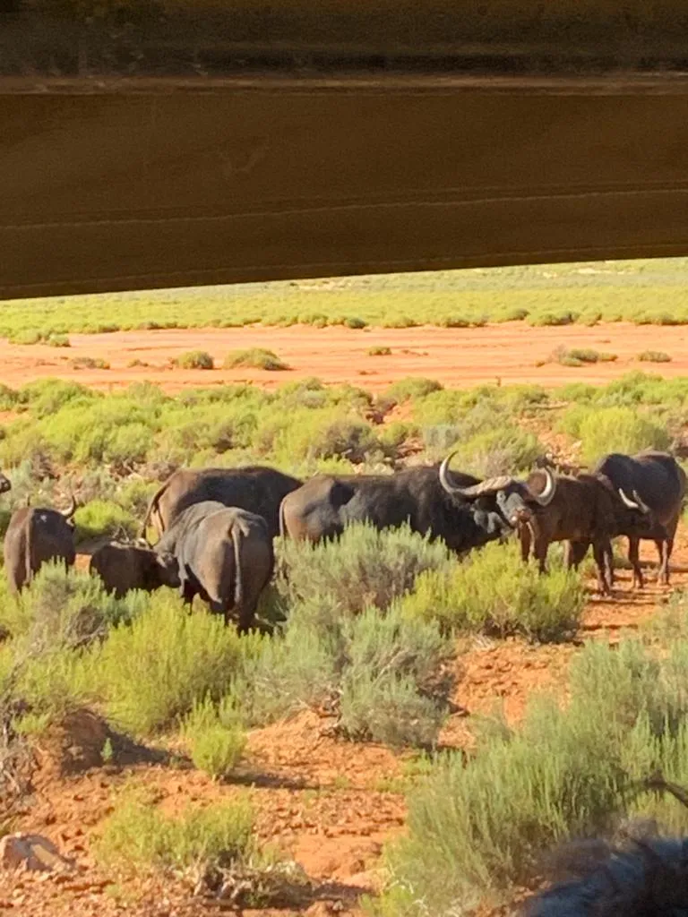 Rhinos