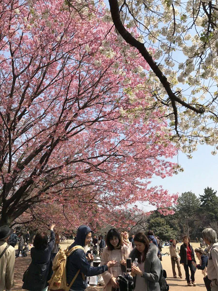 Hanami at Shinjuku Gyoen