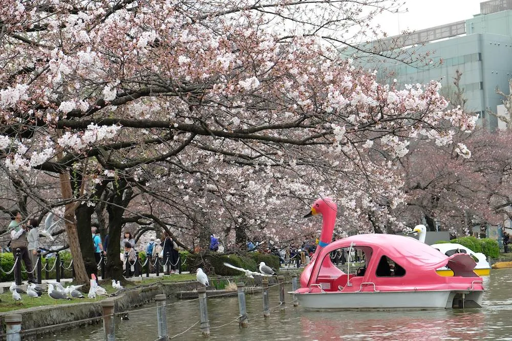 Sakura Matsuri Festival