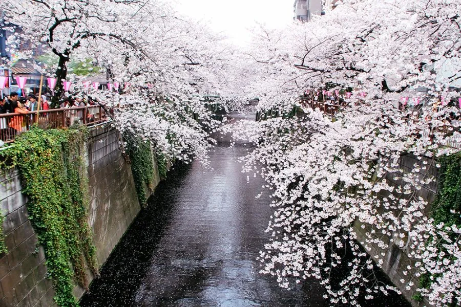 Megurogawa River
