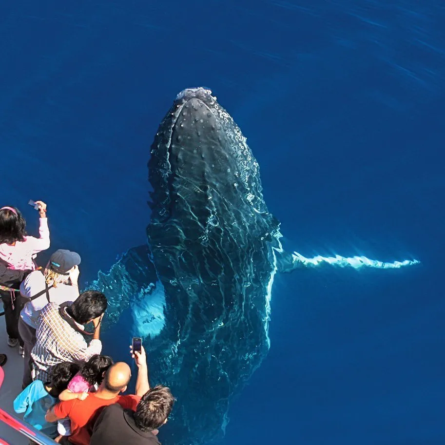 9 Best Things To Do With Your Kids In Gold Coast (With Halal Food Nearby!)