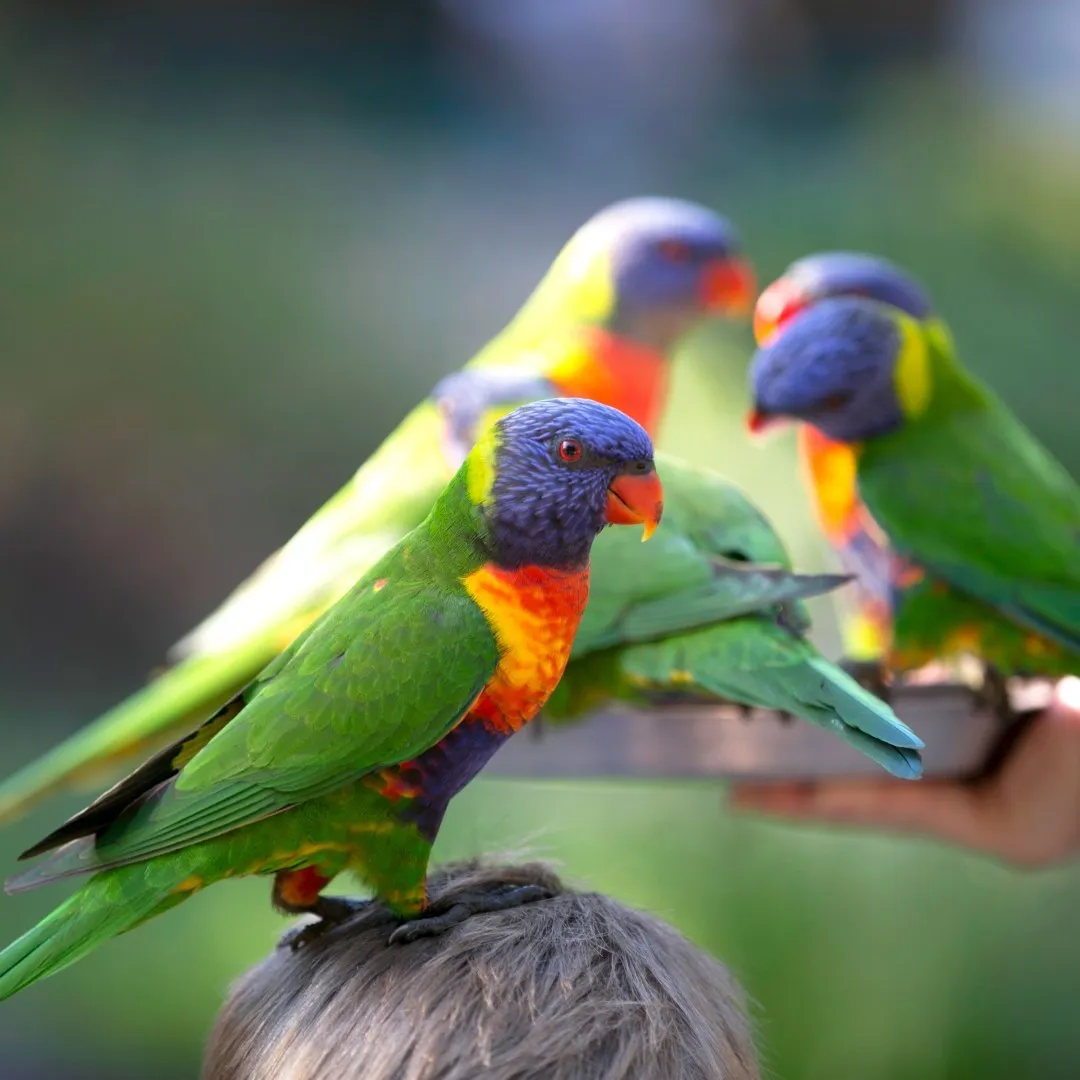 9 Best Things To Do With Your Kids In Gold Coast (With Halal Food Nearby!)