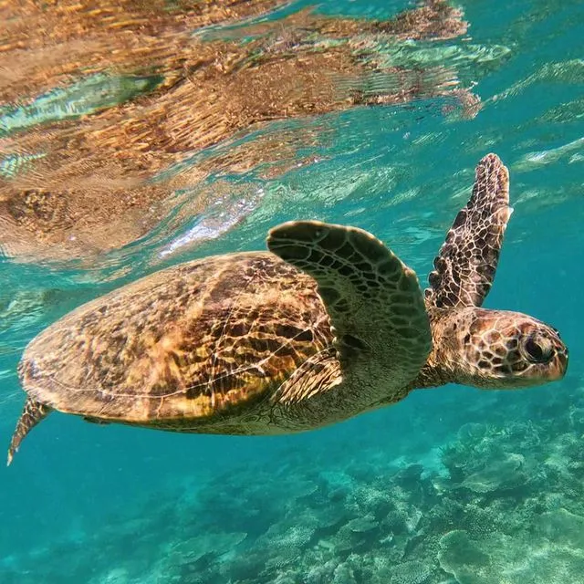 Things to do at Ningaloo Reef