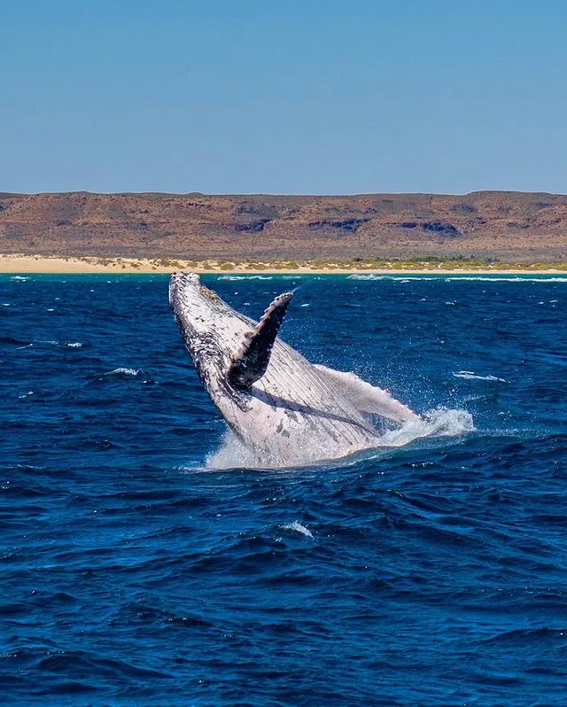 Why visit Ningaloo Reef?