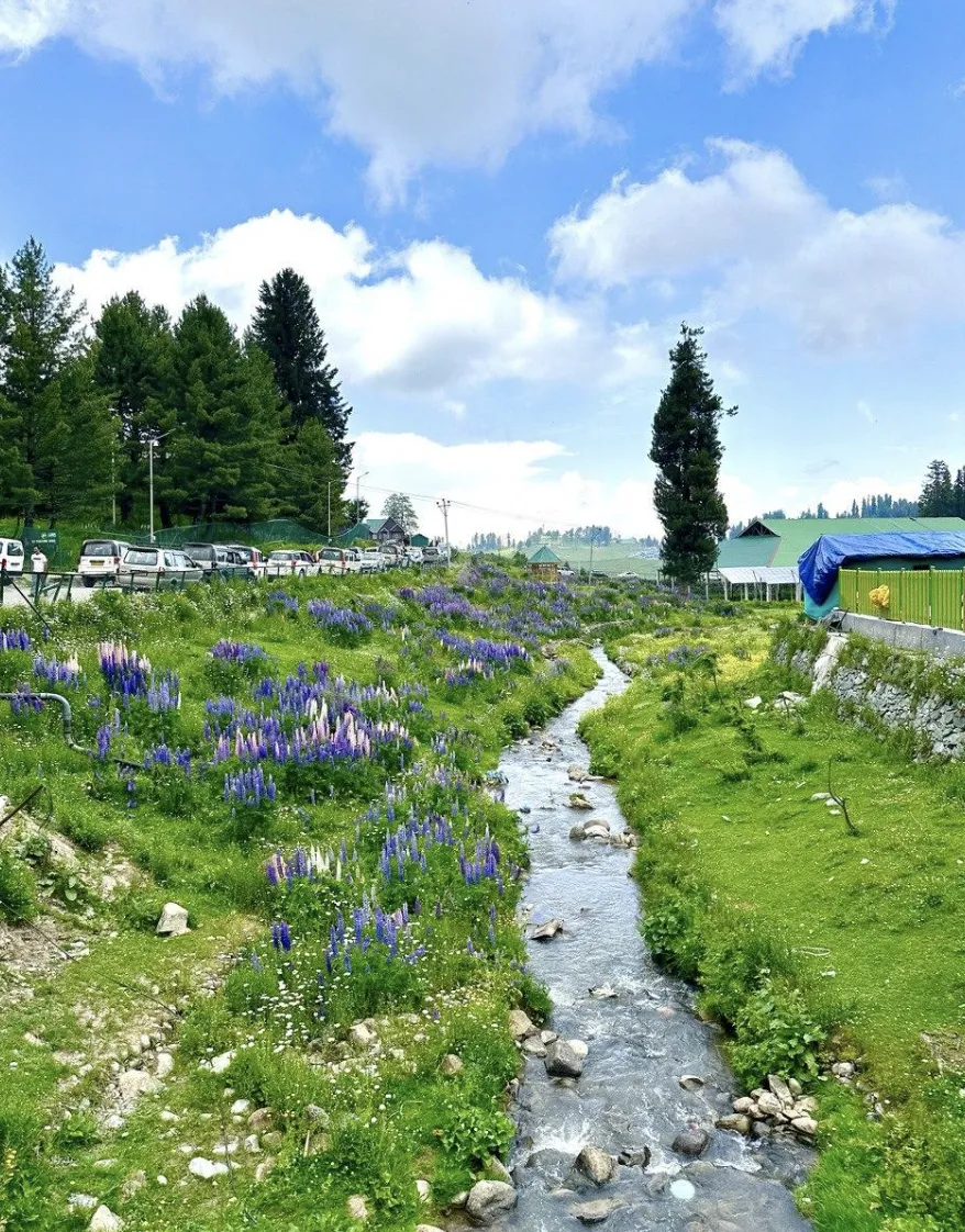 Flowers at Gulmarg