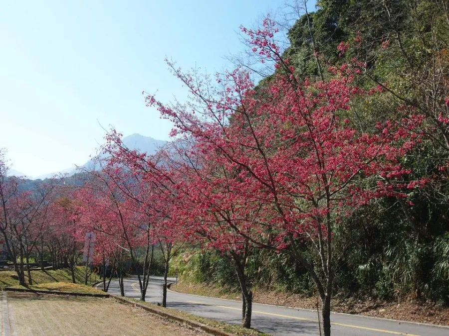 Alishan National Scenic Area